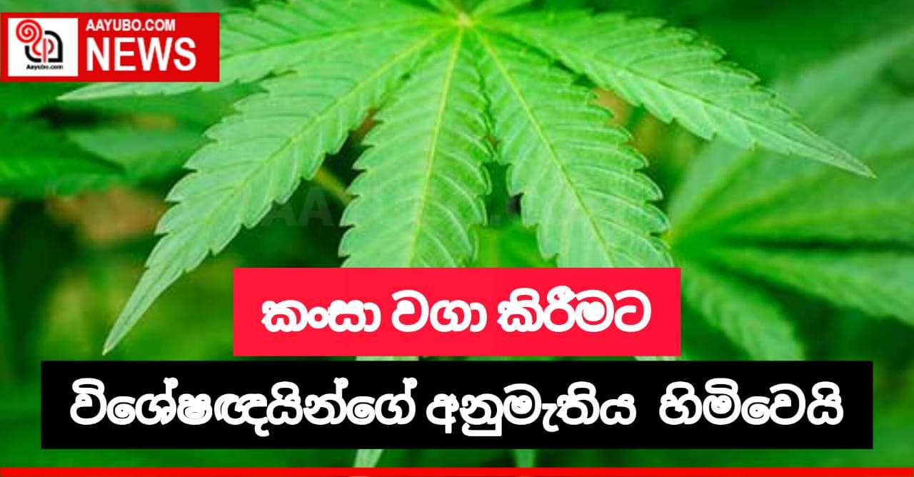  කංසා වගා කිරීම සඳහා විශේෂඥයන්ගේ අවසරය හිමි වෙයි