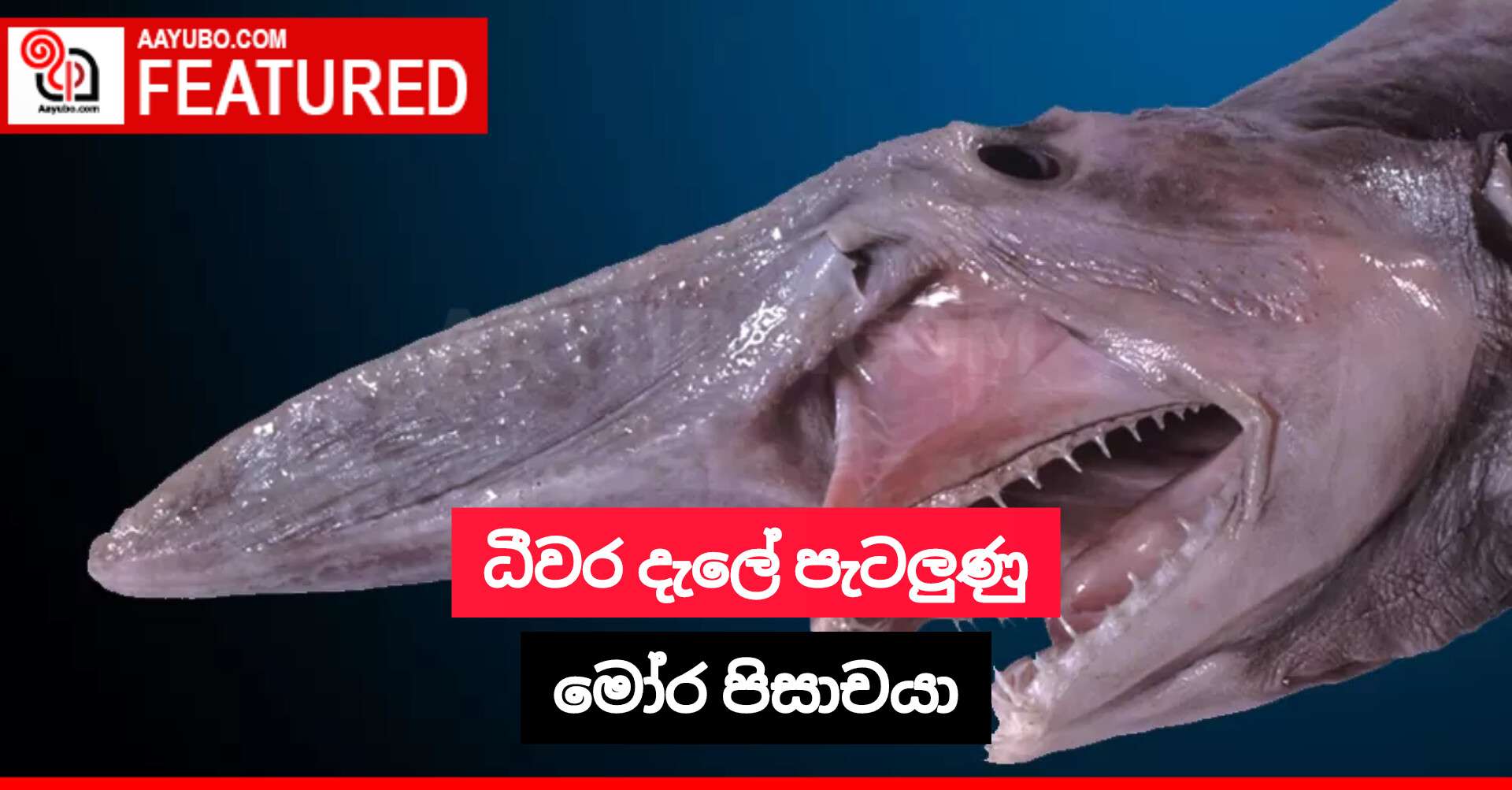 ධීවර දැලේ පැටලුණු මෝර පිසාචයා