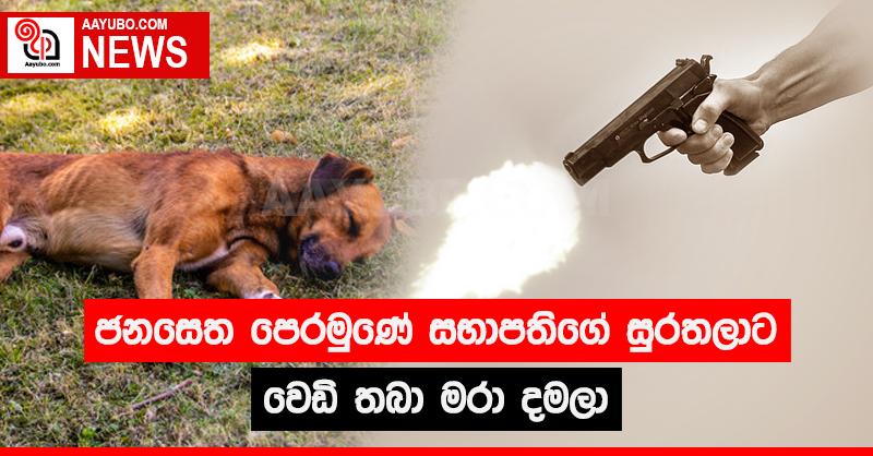 ජනසෙත පෙරමුණේ සභාපතිගේ සුරතලාට වෙඩි තබා මරා දමලා