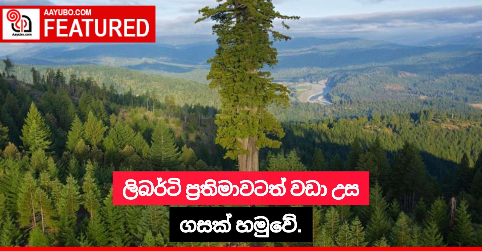ලිබර්ටි ප්‍රතිමාවටත් වඩා උස ගසක් හමුවේ.