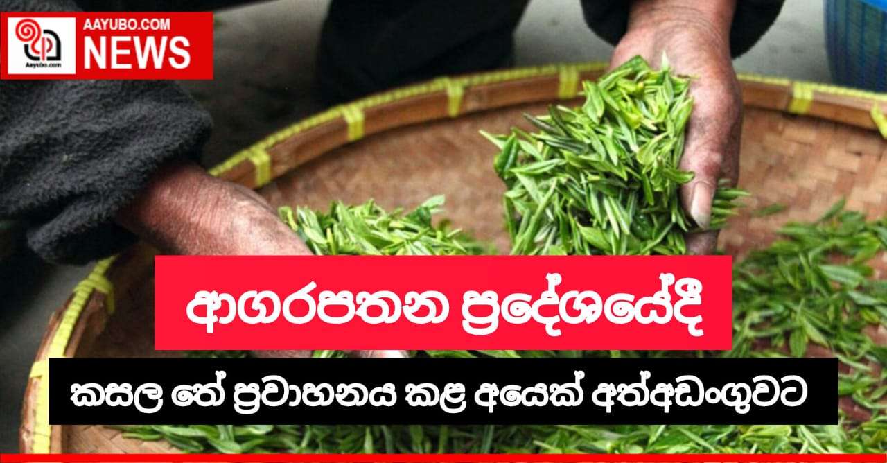 කසල තේ කිලෝ 370 ක් සමඟ පුද්ගලයෙක් අත්අඩංගුවට 