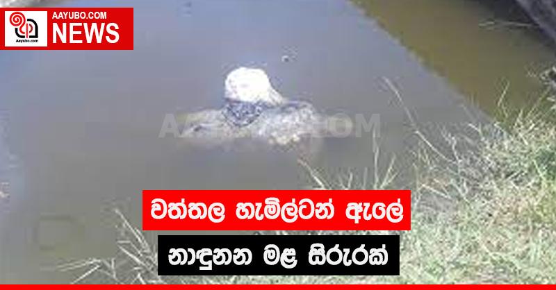 වත්තල හැමිල්ටන් ඇලේ නාඳුනන මළ සිරුරක්