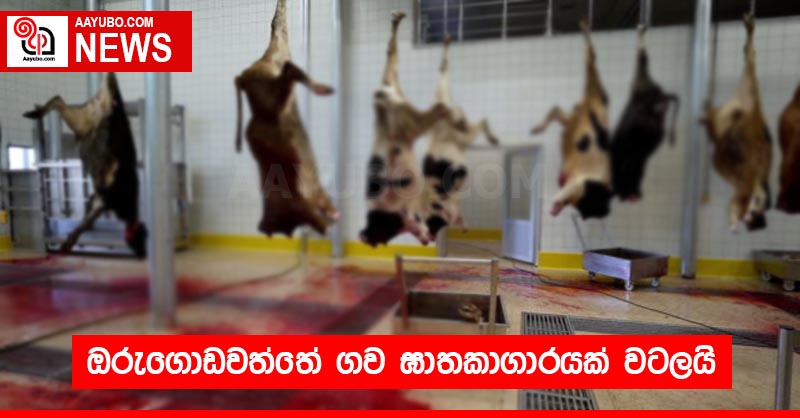 ඔරුගොඩවත්තේ ගව ඝාතකාගාරයක් වටලයි