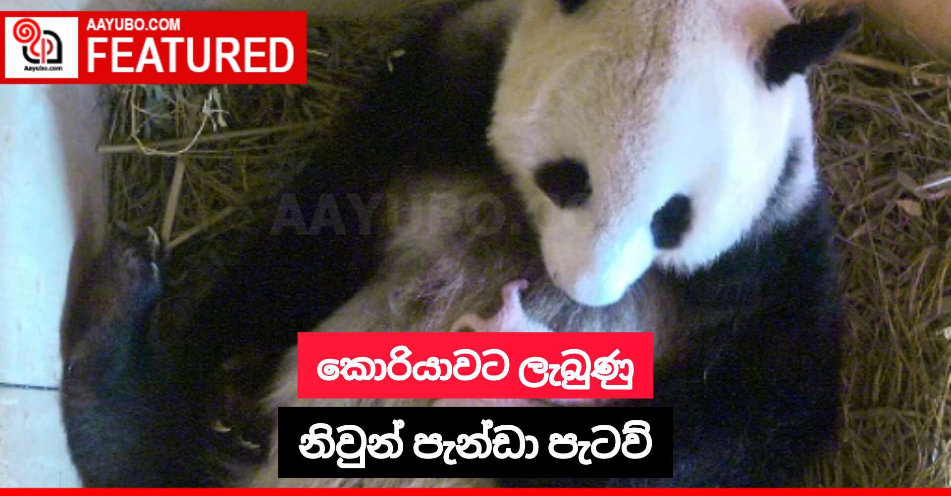 කොරියාවට ලැබුණු නිවුන් පැන්ඩා පැටව්