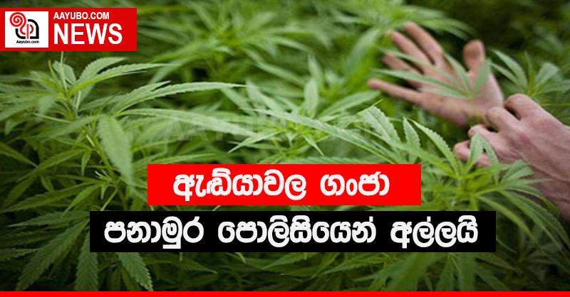 පනාමුර පොලිසිය ගංජා හේනක් අල්ලයි