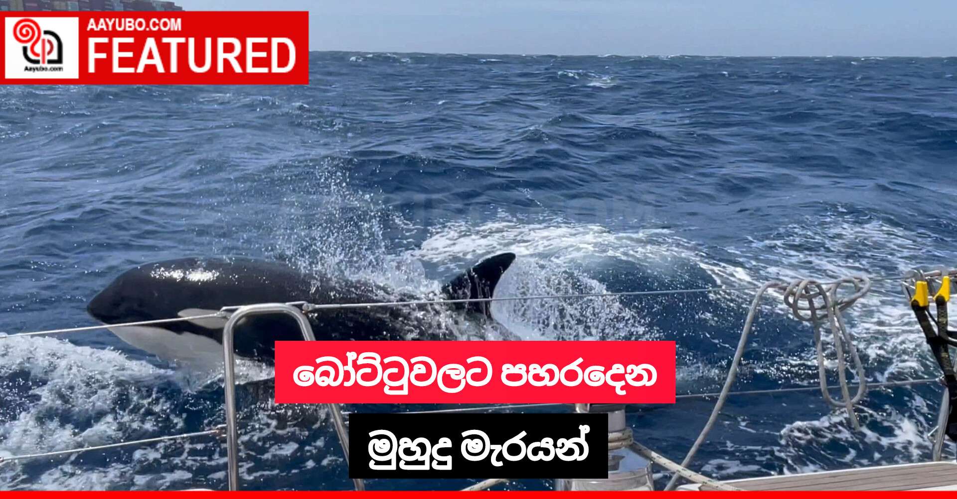 බෝට්ටුවලට පහරදෙන මුහුදු මැරයන්