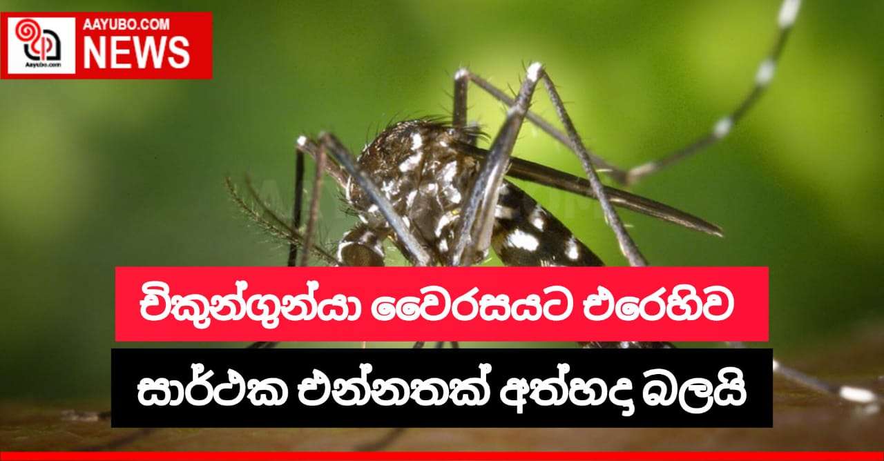 චිකුන්ගුන්යා වෛරසයට එරෙහිව සාර්ථකව එන්නතක් අත්හදා බලයි