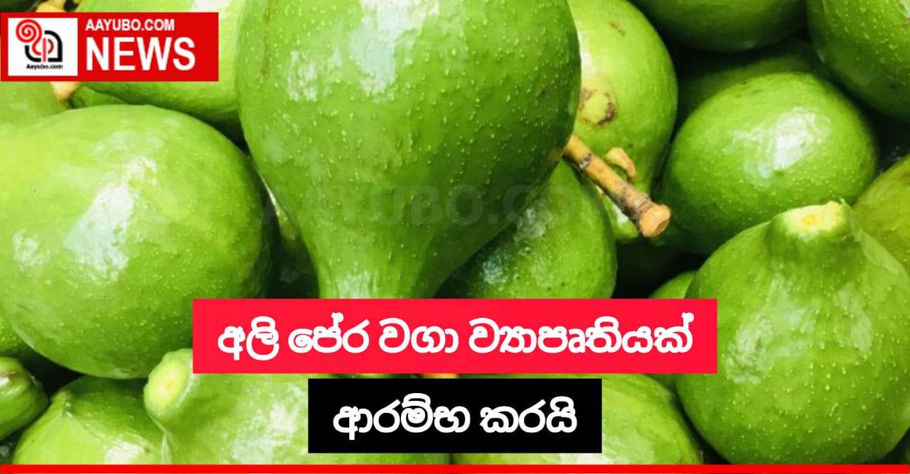 අලි පේර වගා ව්‍යාපෘතියක් ආරම්භ කරයි