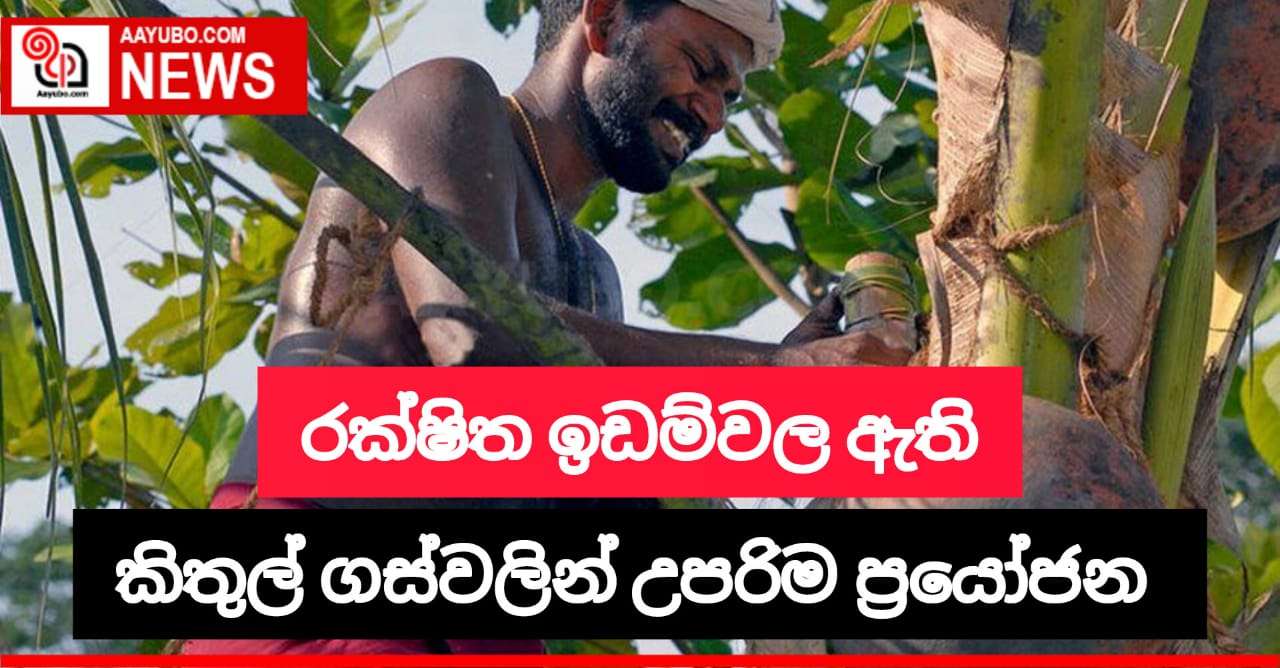 රක්ෂිත ඉඩම්වල ඇති කිතුල් ගස්වලින් උපරිම ප්‍රයෝජන