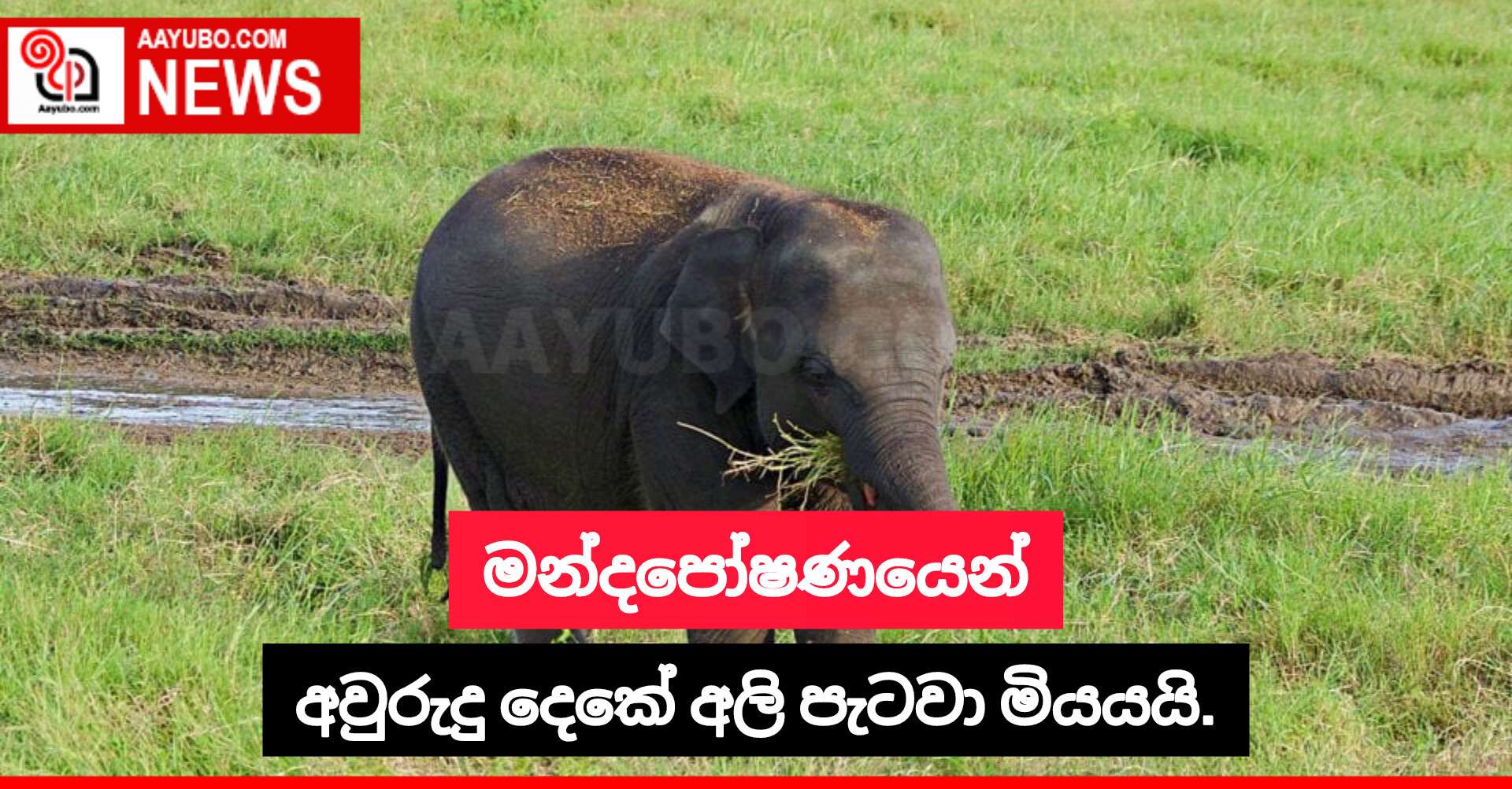 මන්දපෝෂණයෙන් අවුරුදු දෙකේ අලි පැටවා මියයයි.