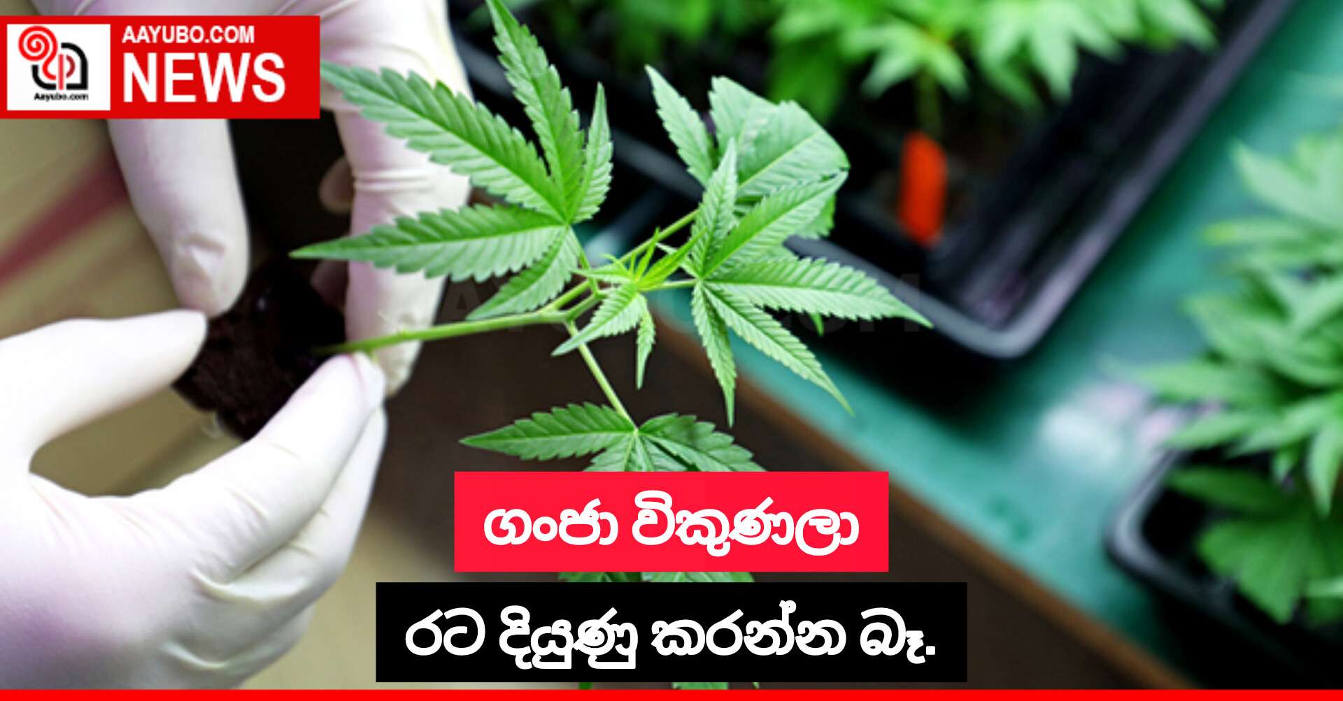 ගංජා විකුණලා රට දියුණු කරන්න බෑ.