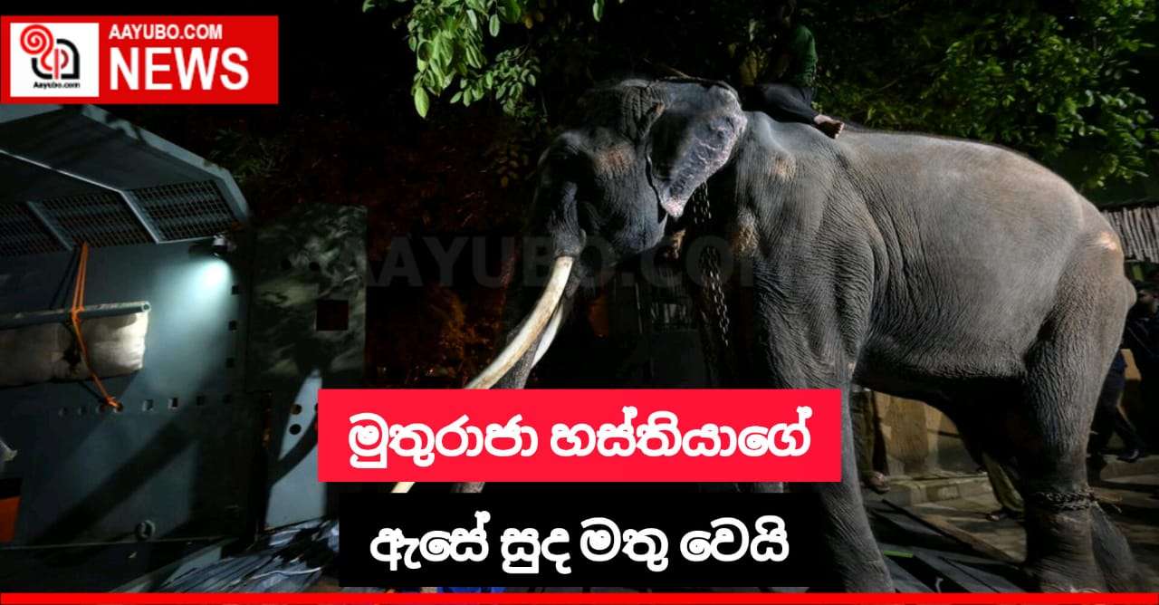 මුතුරාජා හස්තියාගේ දකුණු ඇසේ සුද මතුවෙයි
