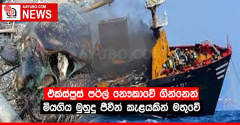 එක්ස්ප්‍රස් පර්ල් නෞකාවේ ගින්නෙන් මියගිය මුහුදු ජීවීන් කැලයෙන් මතු වේ