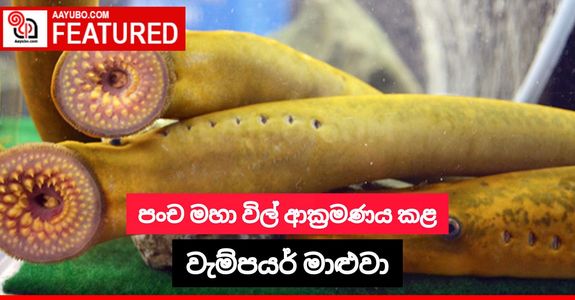 පංච මහා විල් ආක්‍රමණය කළ වැම්පයර් මාළුවා