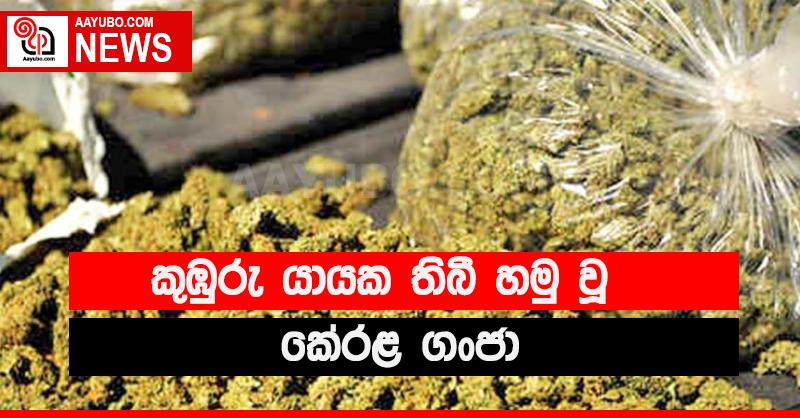 කුඹුරු යායක තිබී හසු වූ කේරළ ගංජා