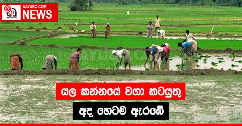 යල කන්නයේ වගා කටයුතු අද හෙටම ඇරඹේ