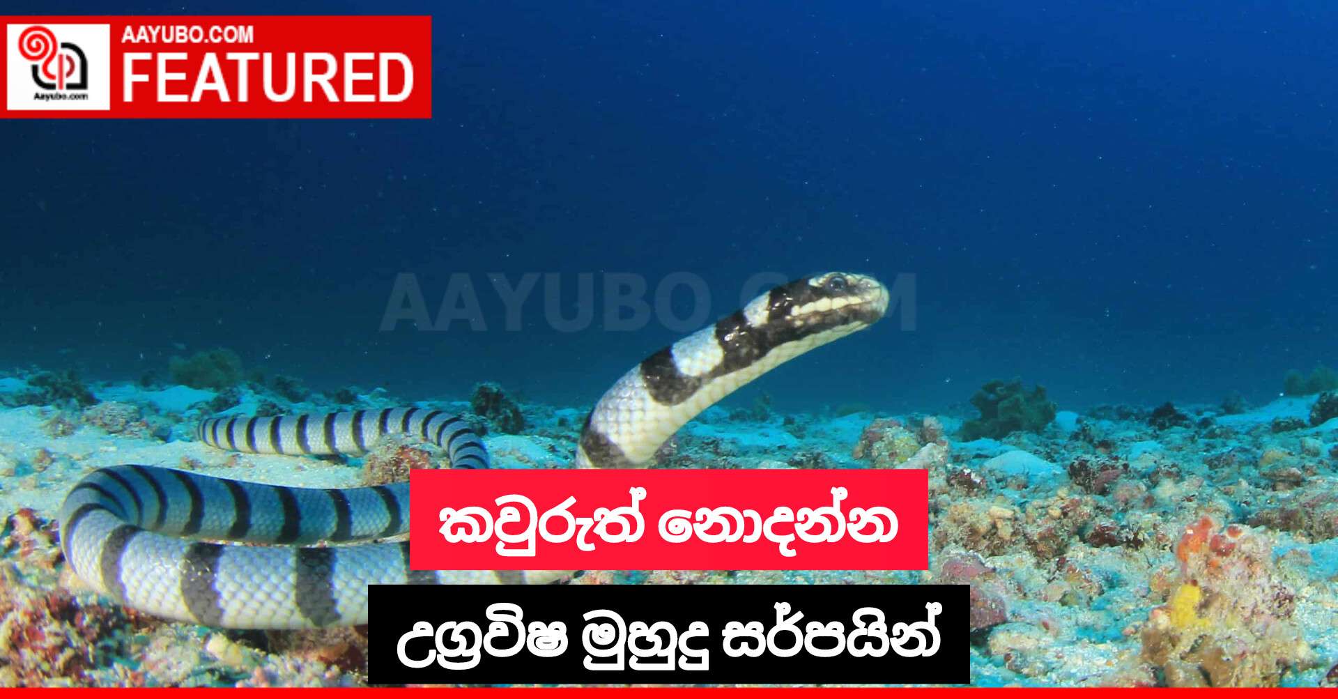 කවුරුත් නොදන්න උග්‍රවිෂ මුහුදු සර්පයින්