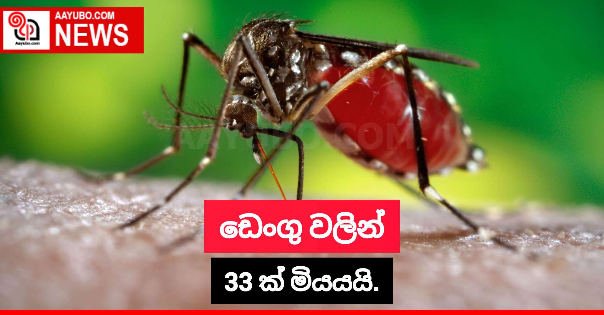 ඩෙංගු වලින් 33 ක් මියයයි.