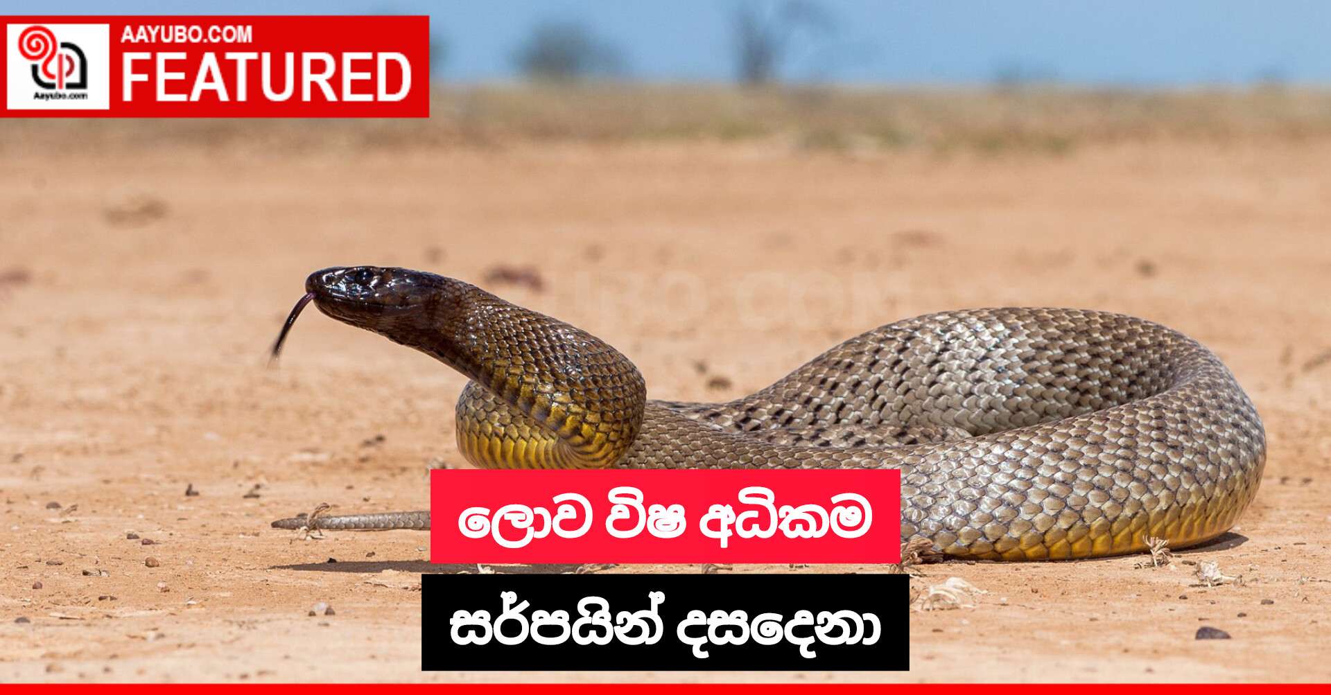 ලොව විෂ අධිකම සර්පයින් දස දෙනා