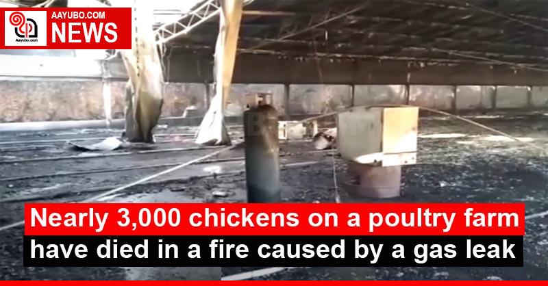 Nearly 3,000 chickens on a poultry farm have died in a fire caused by a gas leak