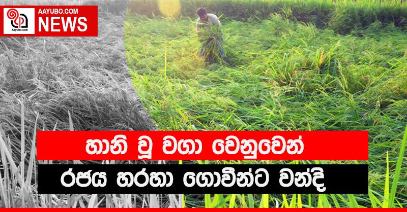 හානි වූ කුඹුරු සදහා ගොවීන්ට වන්දි මුදලක්