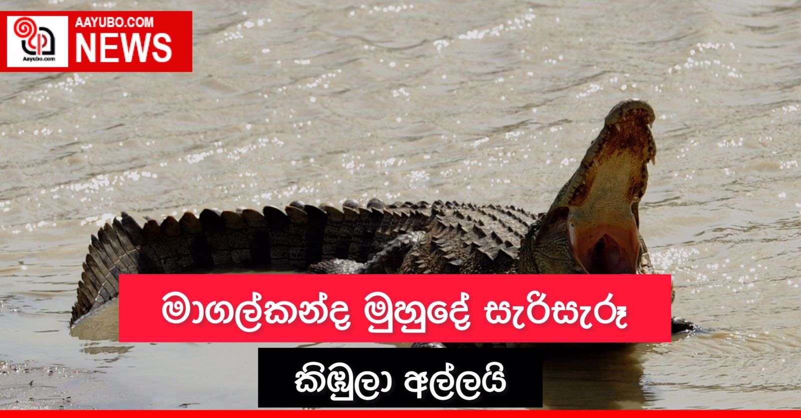 මාගල්කන්ද මුහුදේ සැරිසැරූ කිඹුලා අල්ලයි