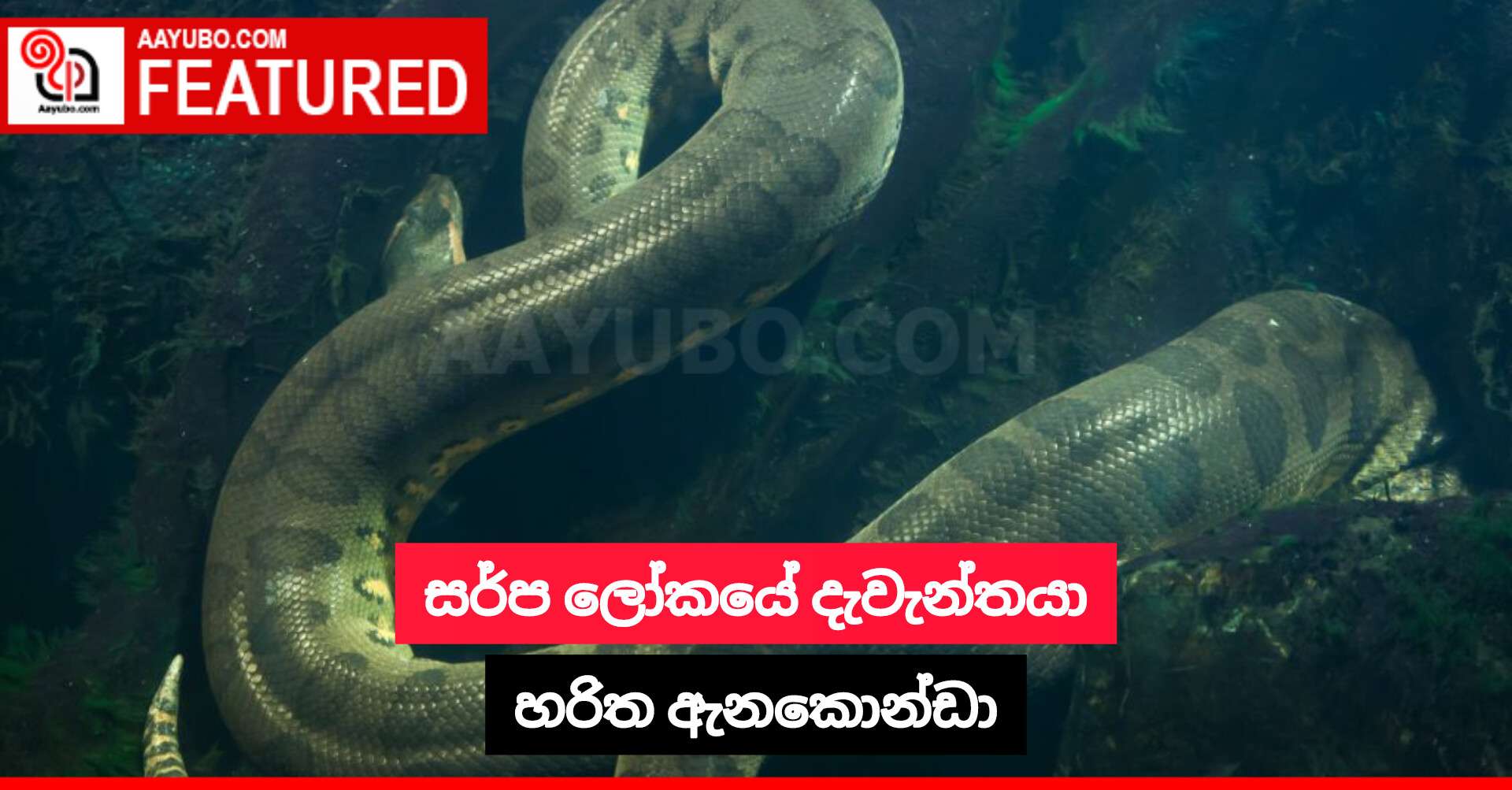 සර්ප ලෝකයේ දැවැන්තයා - හරිත ඇනකොන්ඩා 