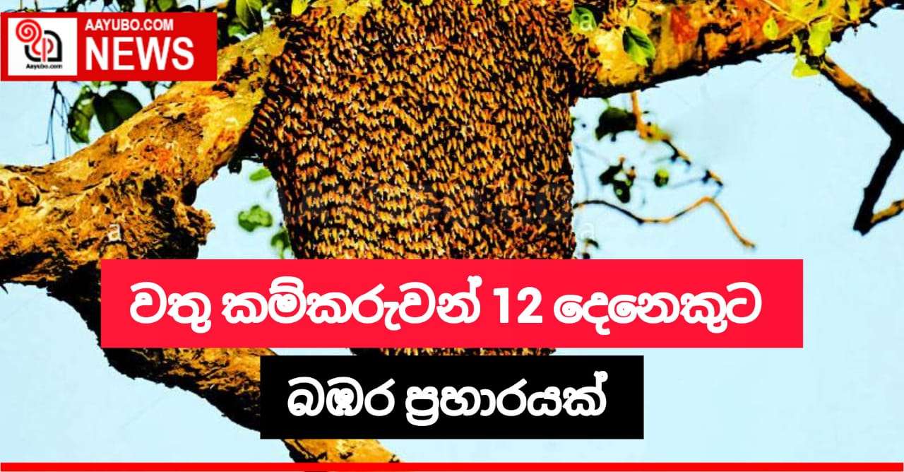 වතු කම්කරුවන් 12 දෙනෙකුට බඹර ප්‍රහාරයක්