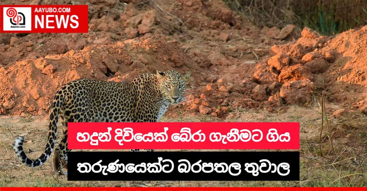 අධික ලෙස බිමත්ව සිටි තරුණයෙක් හඳුන් දිවියෙක් බේරා ගැනීමට ගොස් අනතුරේ