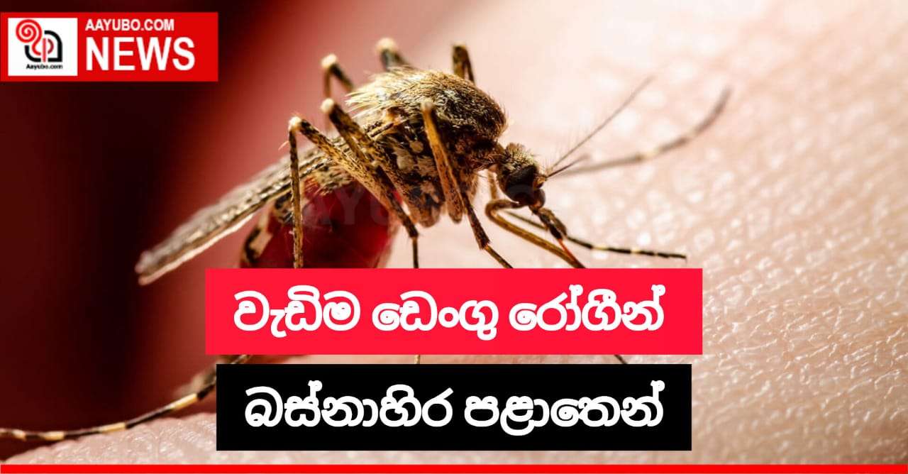 වැඩිම ඩෙංගු රෝගීන් පිරිසක් බස්නාහිර පළාතෙන් 