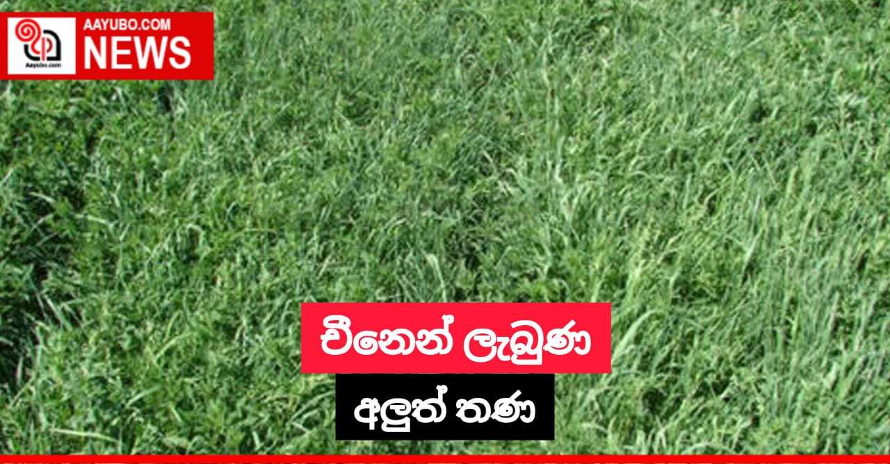 චීනෙන් ලැබුණ අලුත් තණ