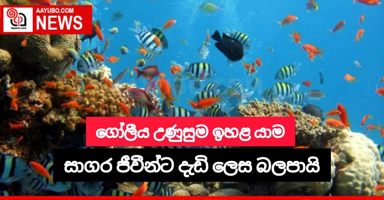 අසීමිත ලෙස ගෝලීය උණුසුම ඉහළ යාම නිසා  මුහුදු මත්ස්‍යයින්ගේ ප්‍රජනන ක්‍රියාවලියට බලපෑම් 