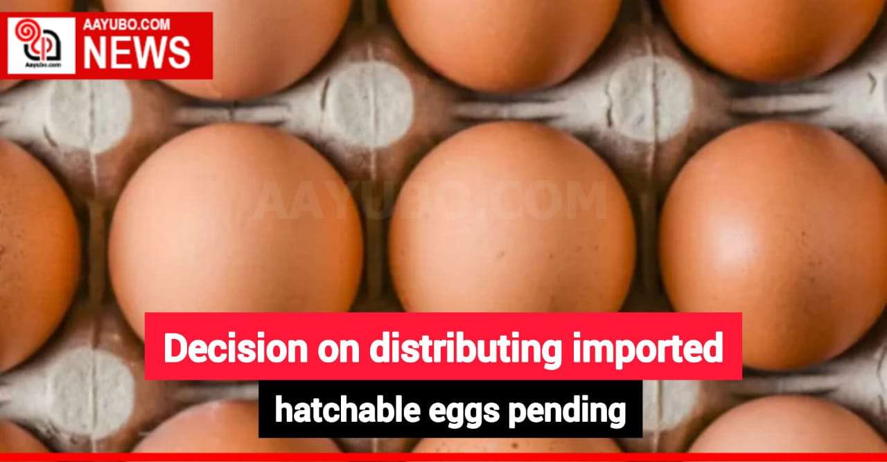 Decision on distributing imported hatchable eggs pending