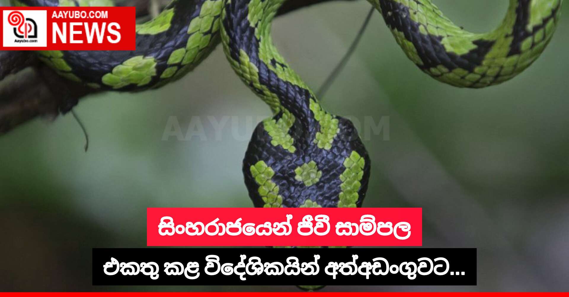 සිංහරාජයෙන් ජීවී සාම්පල එකතු කළ විදේශිකයින් අත්අඩංගුවට