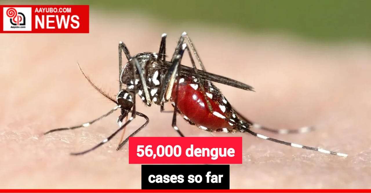 56,000 Dengue Cases So Far