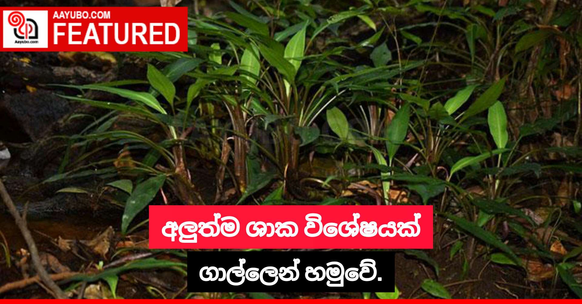 අලුත්ම ශාක විශේෂයක් ගාල්ලෙන් හමුවේ.