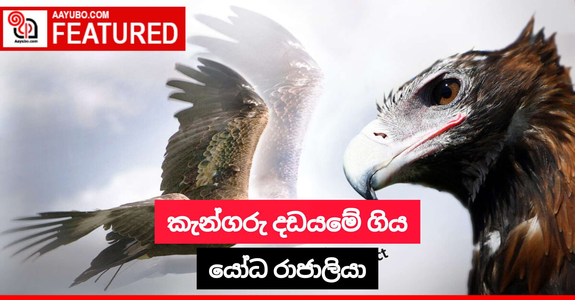 කැන්ගරු දඩයමේ ගිය යෝධ රාජාලියා