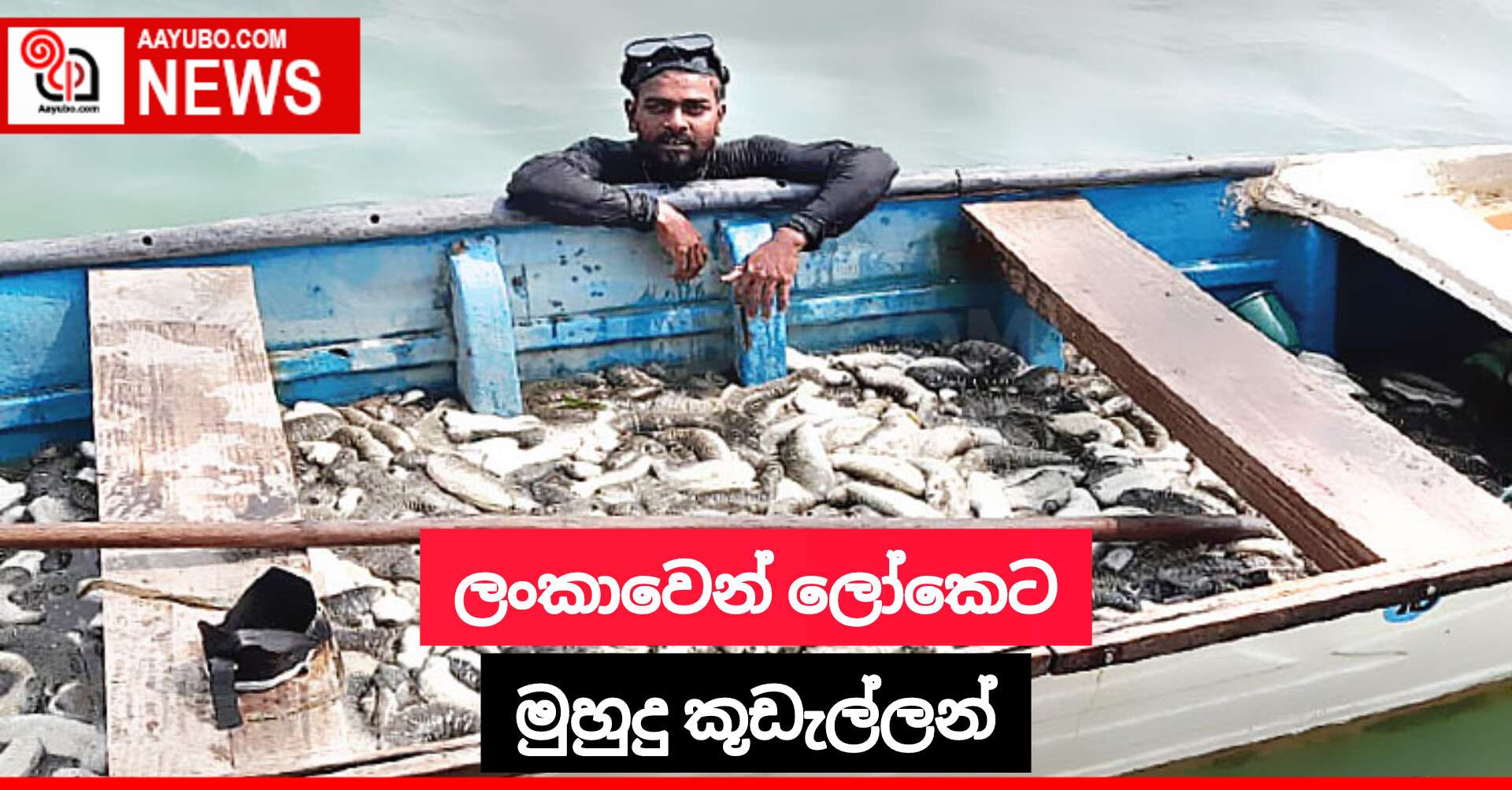 ලංකාවෙන් ලෝකෙට මුහුදු කූඩැල්ලන්