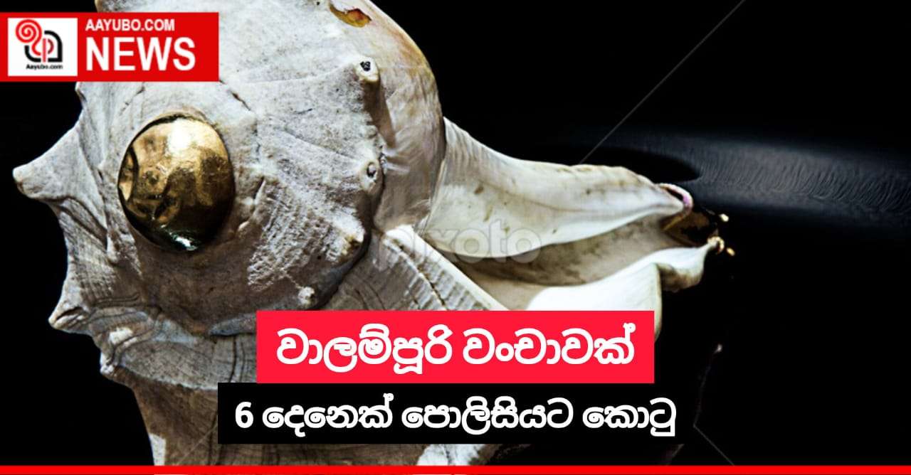 වාලම්පූරි වංචාවක් 6 දෙනෙක් පොලිසියට කොටු