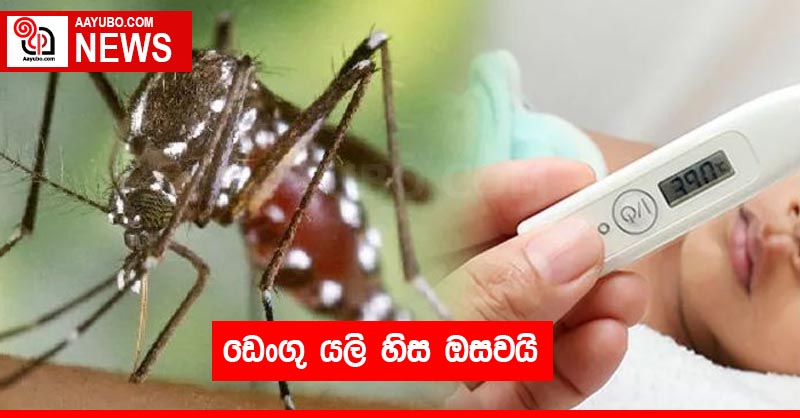ඩෙංගු යලි හිස ඔසවයි