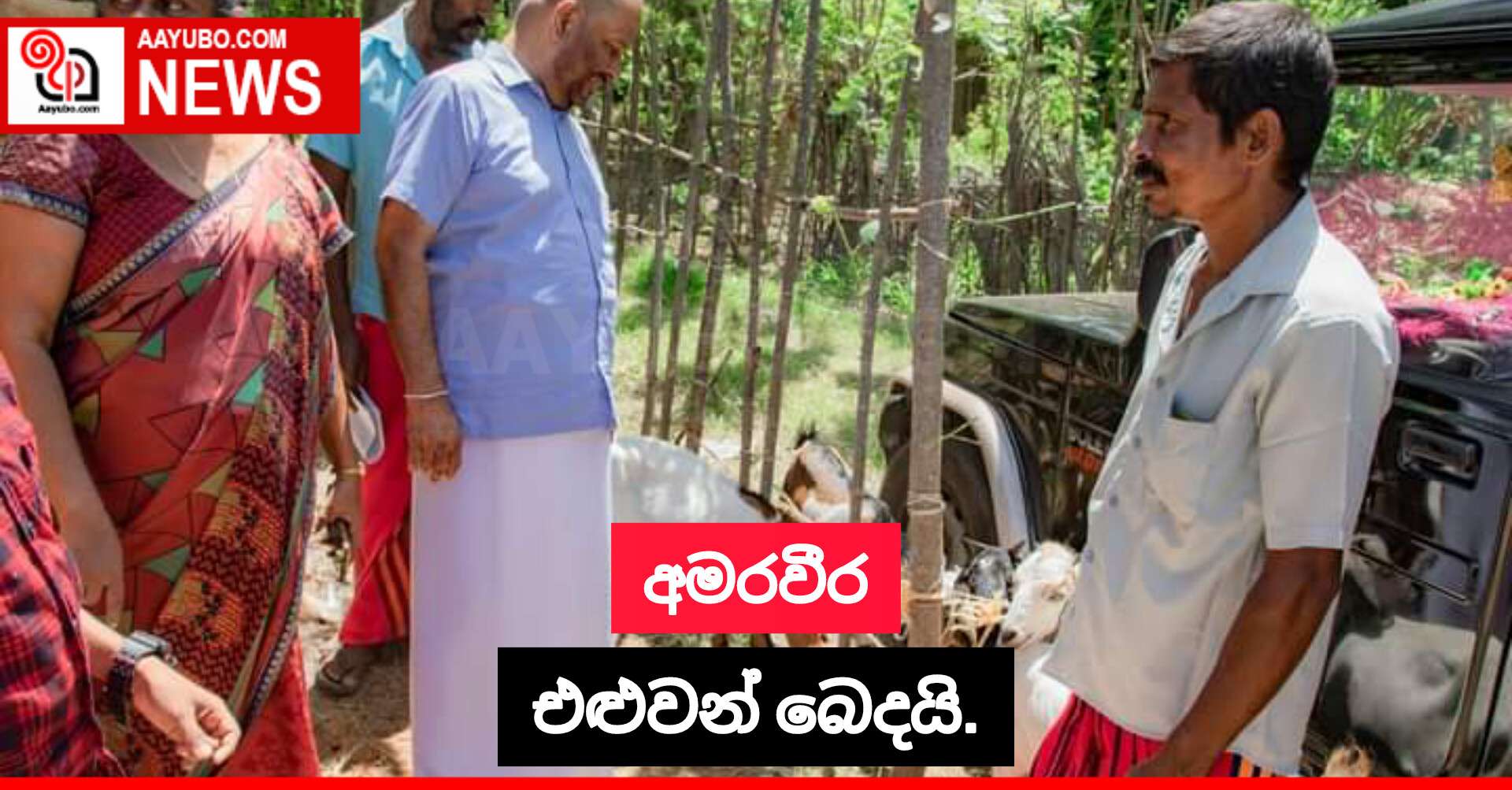 අමරවීර එළුවන් බෙදයි.