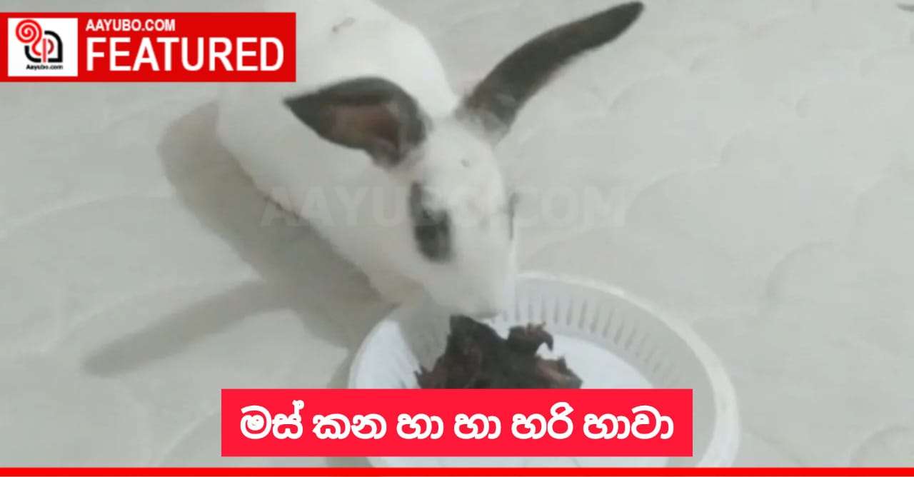 මස් කන හාවා