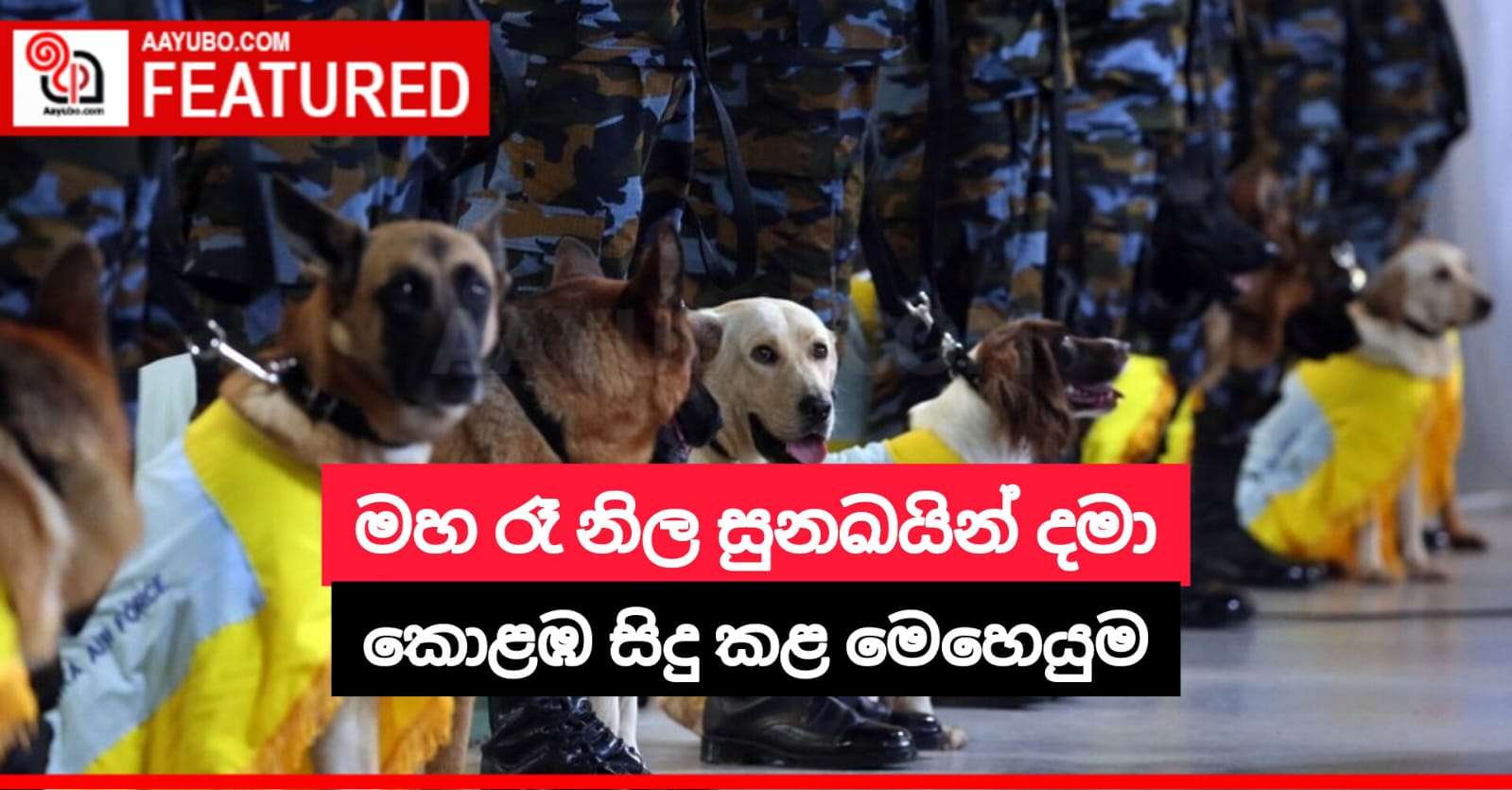 මහ රෑ නිල සුනඛයින් දමා කොළඹ සිදු කළ මෙහෙයුම