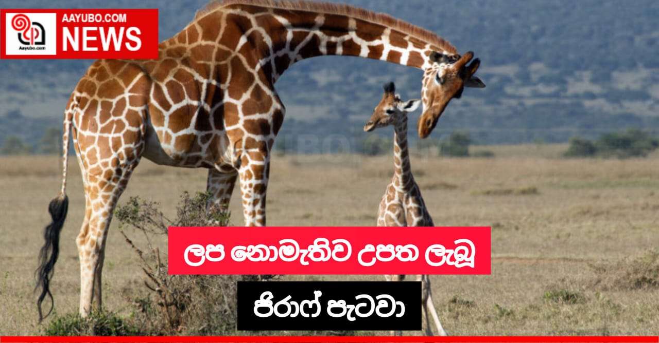 ලප නොමැතිව උපත ලැබූ ජිරාෆ් පැටවා