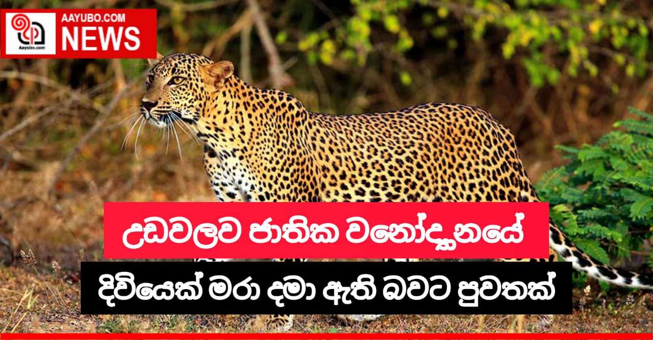 උඩවලව ජාතික වනෝද්‍යානයේ දිවියෙක් මරා දමයි