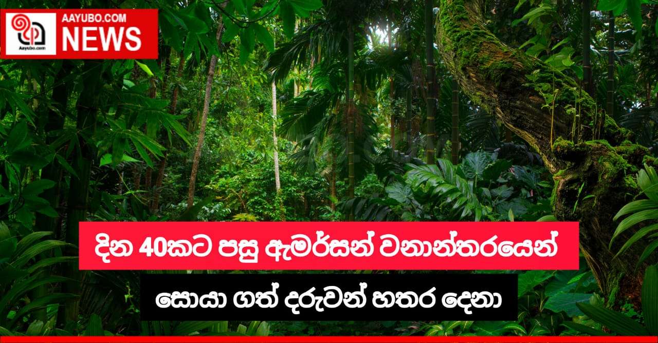 දින 40 කට පසු ඇමර්සන් වනාන්තරයෙන් සොයා ගත් දරුවන් හතර දෙනා