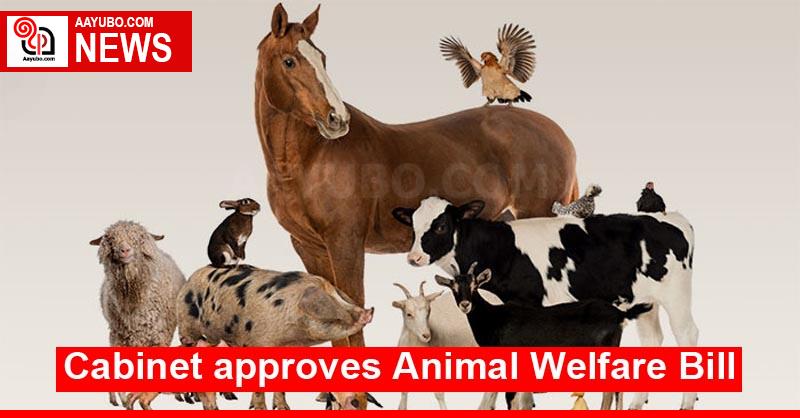 Cabinet approves Animal Welfare Bill