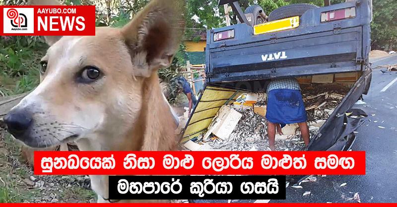 සුනඛයෙක් නිසා මාළු ලොරිය මාළුත් සමඟ මහපාරේ කූරියා ගසයි