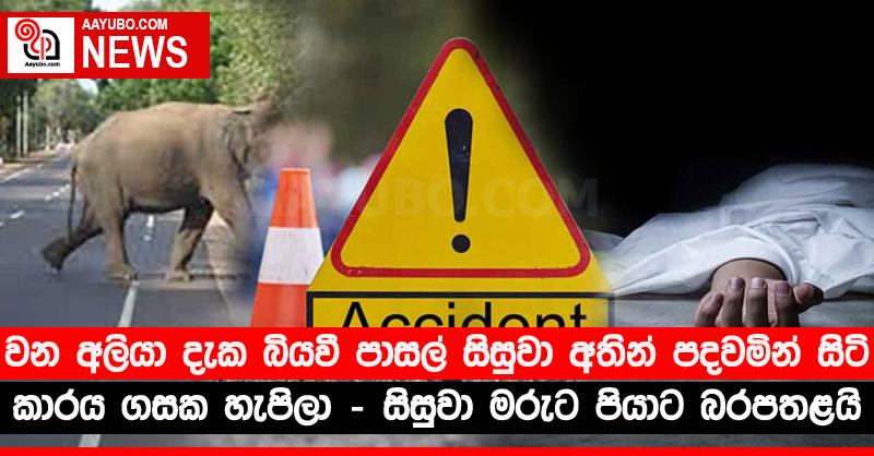වන අලියා දැක බියවී පාසල් සිසුවා අතින් පදවමින් සිටි කාරය ගසක හැපිලා - සිසුවා මරුට පියාට බරපතළයි