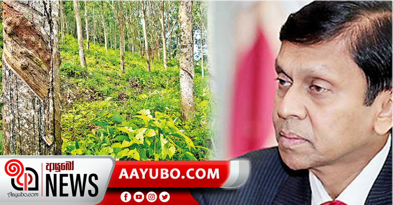 රබර් ඉඩම් කැබලිකර විකිණිම නතර කිරීම නතර කරනවා  -  රාජ්‍ය අමාත්‍ය අජිඩ් නිවාඩ් කබ්රාල් මහතා